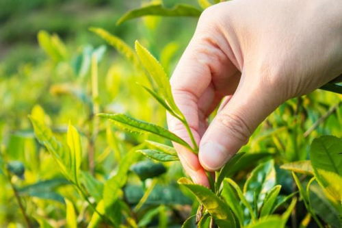 下沉市場中的黑馬 探訪茶巢奶茶，一杯茶的突圍之路