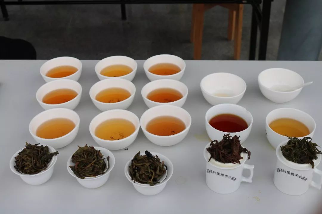 首屆廣東省評茶員技能大賽圓滿落幕，東方國際茶都飄香引才